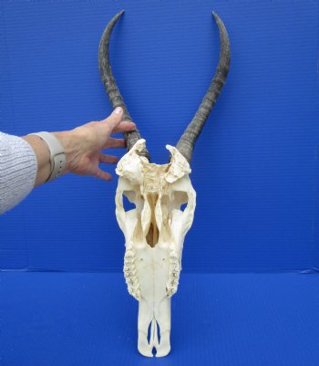 African Blesbok Skull with 13-1/2 Inches Horns <font color=red> Discount Grade B with Skull Damage</font> for $69.99