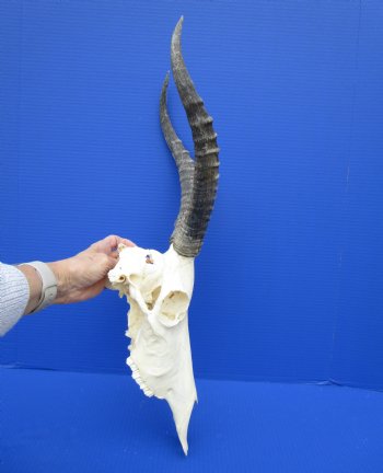 African Blesbok Skull with 13-1/2 Inches Horns <font color=red> Discount Grade B with Skull Damage</font> for $69.99