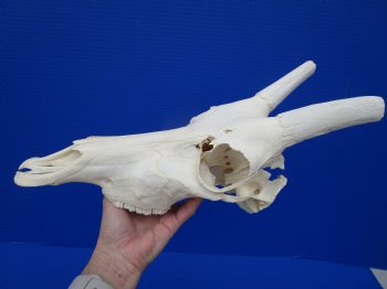 African Blesbok Skull with 13-1/2 Inches Horns <font color=red> Discount Grade B with Skull Damage</font> for $69.99