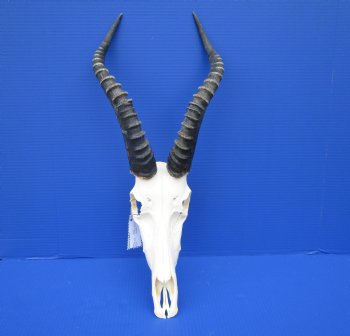 Large African Blesbok Skull with 16-1/2 Inches Horns <font color=red> Discount Grade B with Skull Damage</font> for $69.99