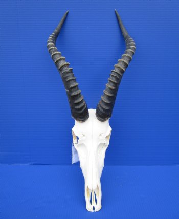 Large African Blesbok Skull with 16-1/2 Inches Horns <font color=red> Discount Grade B with Skull Damage</font> for $69.99