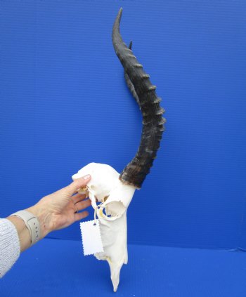 Large African Blesbok Skull with 16-1/2 Inches Horns <font color=red> Discount Grade B with Skull Damage</font> for $69.99