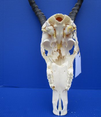 Large African Blesbok Skull with 16-1/2 Inches Horns <font color=red> Discount Grade B with Skull Damage</font> for $69.99