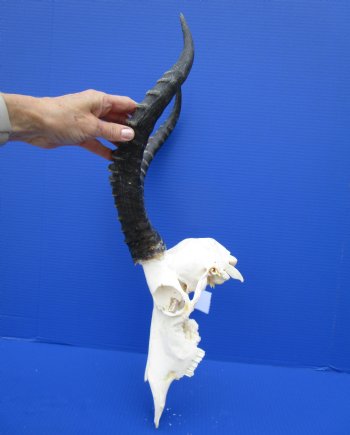 Large African Blesbok Skull with 16-1/2 Inches Horns <font color=red> Discount Grade B with Skull Damage</font> for $69.99