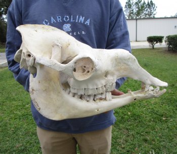 18 inches One Hump Camel Skull with Lower Jaw, Craft quality for $109.99