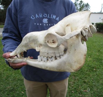 18 inches One Hump Camel Skull with Lower Jaw, Craft quality for $109.99