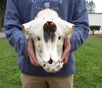 18 inches One Hump Camel Skull with Lower Jaw, Craft quality for $109.99