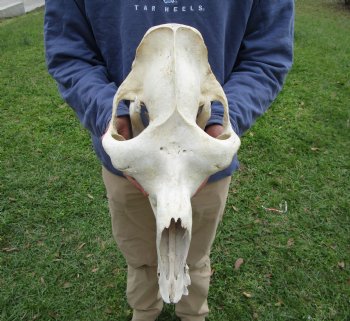 18 inches One Hump Camel Skull with Lower Jaw, Craft quality for $109.99