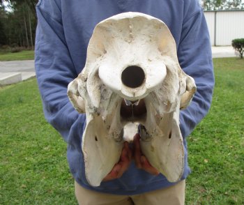 18 inches One Hump Camel Skull with Lower Jaw, Craft quality for $109.99