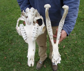 18 inches One Hump Camel Skull with Lower Jaw, Craft quality for $109.99