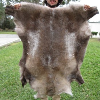 Reindeer Hide, Skin from Finland 44 by 43 inches for $149.99