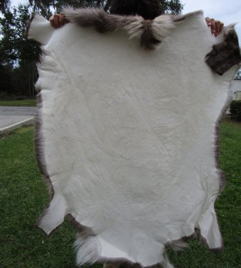 Reindeer Hide, Skin from Finland 44 by 43 inches for $149.99