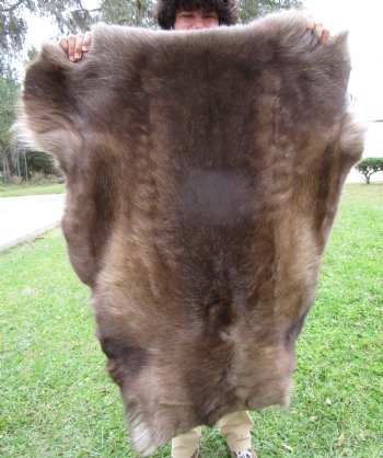 Finland Reindeer Hide, Skin, Without Legs, 46 by 37 Inches - Buy this one for $99.99