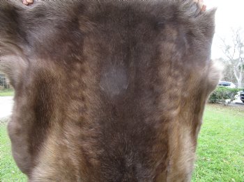 Finland Reindeer Hide, Skin, Without Legs, 46 by 37 Inches - Buy this one for $99.99