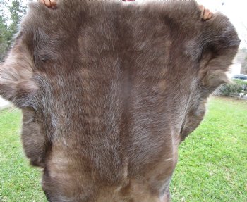 Reindeer Hide, Skin, Without Legs, 47 by 40 Inches - Buy this one for $99.99