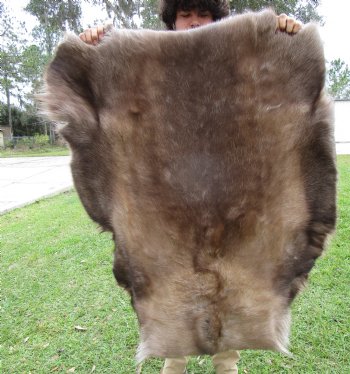 Reindeer Hide, Skin, Without Legs, 46 x 40 Inches - Buy this one for $99.99