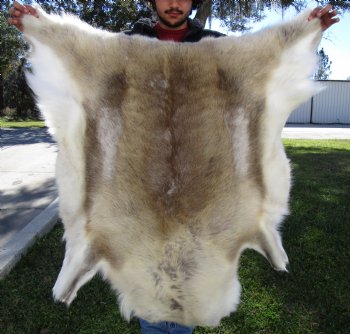 Light Finland Reindeer Hide, Skin, Fur 41 by 41 inches for $149.99