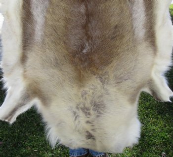 Light Finland Reindeer Hide, Skin, Fur 41 by 41 inches for $149.99