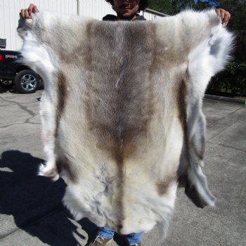 Light Finland Reindeer Hide, Skin, Fur 43 by 43 inches for $149.99