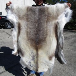 Light Finland Reindeer Hide, Skin, Fur 43 by 43 inches for $149.99