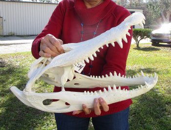 19-1/2 inches Florida Alligator Skull for Sale, Beetle Cleaned <font color=red>Extra Large Grade B</font> for $199.99