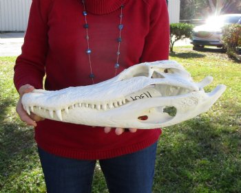 19-1/2 inches Florida Alligator Skull for Sale, Beetle Cleaned <font color=red>Extra Large Grade B</font> for $199.99