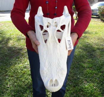 19-1/2 inches Florida Alligator Skull for Sale, Beetle Cleaned <font color=red>Extra Large Grade B</font> for $199.99