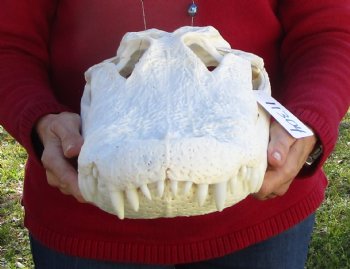 19-1/2 inches Florida Alligator Skull for Sale, Beetle Cleaned <font color=red>Extra Large Grade B</font> for $199.99