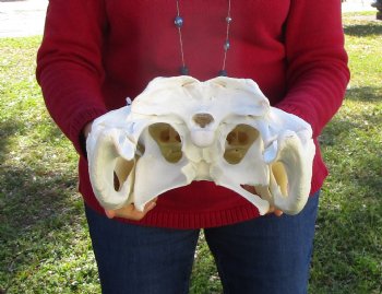 19-1/2 inches Florida Alligator Skull for Sale, Beetle Cleaned <font color=red>Extra Large Grade B</font> for $199.99