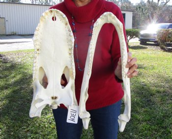 19-1/2 inches Florida Alligator Skull for Sale, Beetle Cleaned <font color=red>Extra Large Grade B</font> for $199.99