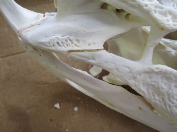 19-1/2 inches Florida Alligator Skull for Sale, Beetle Cleaned <font color=red>Extra Large Grade B</font> for $199.99