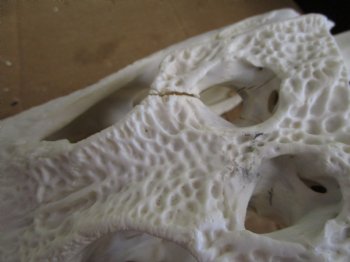 19-1/2 inches Florida Alligator Skull for Sale, Beetle Cleaned <font color=red>Extra Large Grade B</font> for $199.99