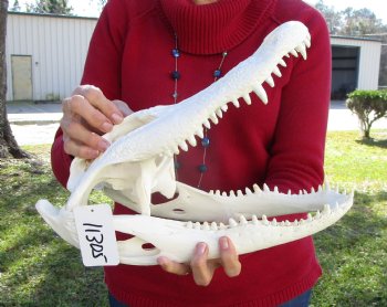 14-3/4 inches Florida Alligator Skull, Beetle Cleaned -  Buy this one for $99.99