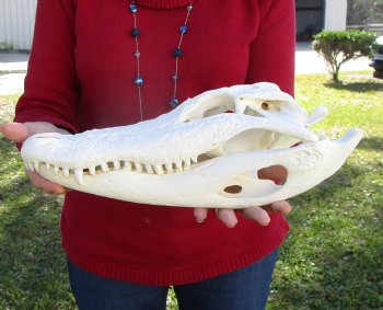 14-3/4 inches Florida Alligator Skull, Beetle Cleaned -  Buy this one for $99.99