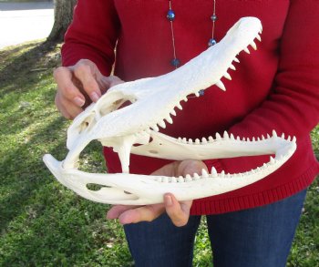 12-1/2 inches Florida Alligator Skull for Sale (Small Crack) - Buy this for $89.99