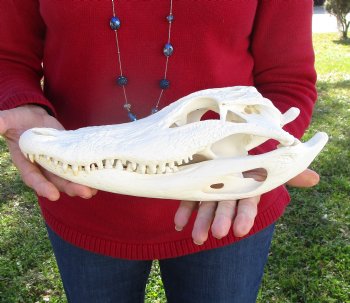 12-1/2 inches Florida Alligator Skull for Sale (Small Crack) - Buy this for $89.99