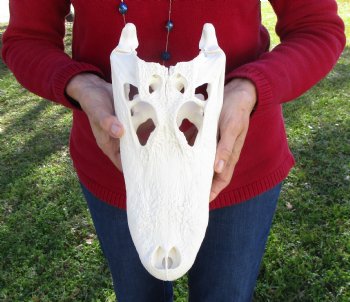 12-1/2 inches Florida Alligator Skull for Sale (Small Crack) - Buy this for $89.99