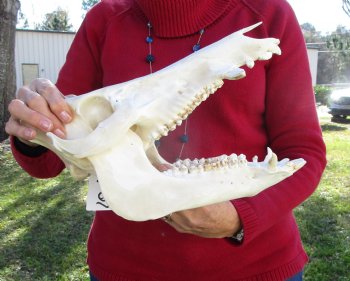 12 inches Authentic Georgia Wild Boar, Hog Skull for Sale for $59.99