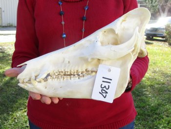 12 inches Authentic Georgia Wild Boar, Hog Skull for Sale for $59.99