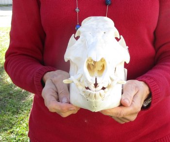 12 inches Authentic Georgia Wild Boar, Hog Skull for Sale for $59.99