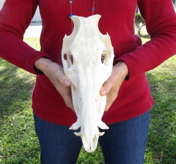 12 inches Authentic Georgia Wild Boar, Hog Skull for Sale for $59.99