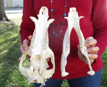 12-1/2 inches Florida Alligator Skull for Sale (Small Crack) - Buy this for $89.99