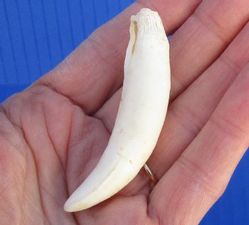 3 inches Authentic Large Alligator Tooth from a Florida gator - Buy this one for $19.99  <font color=red> FREE SHIPPING </font>