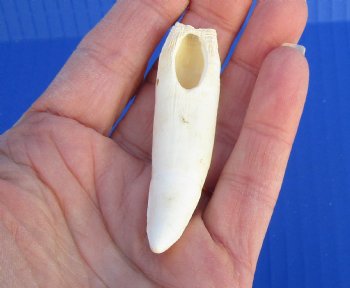 3 inches Authentic Large Alligator Tooth from a Florida gator - Buy this one for $19.99  <font color=red> FREE SHIPPING </font>