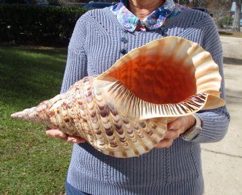 16-3/4 Huge Pacific Triton's Trumpet Seashell from Personal Collection - Buy this one for $194.99