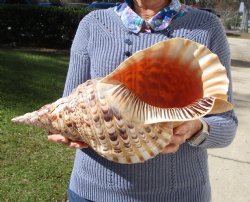 16-3/4 Huge Pacific Triton's Trumpet Seashell from Personal Collection - Buy this one for $194.99