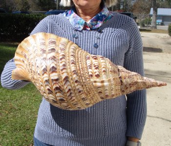 16-3/4 Huge Pacific Triton's Trumpet Seashell from Personal Collection - Buy this one for $194.99