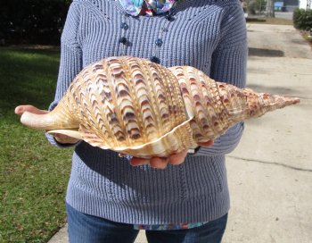 16-3/4 Huge Pacific Triton's Trumpet Seashell from Personal Collection - Buy this one for $194.99