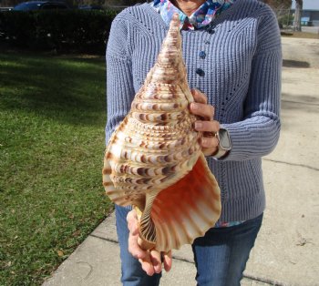 16-3/4 Huge Pacific Triton's Trumpet Seashell from Personal Collection - Buy this one for $194.99