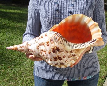 16-1/4 Huge Pacific Triton's Trumpet Seashell from Personal Collection - Buy this one for $194.99